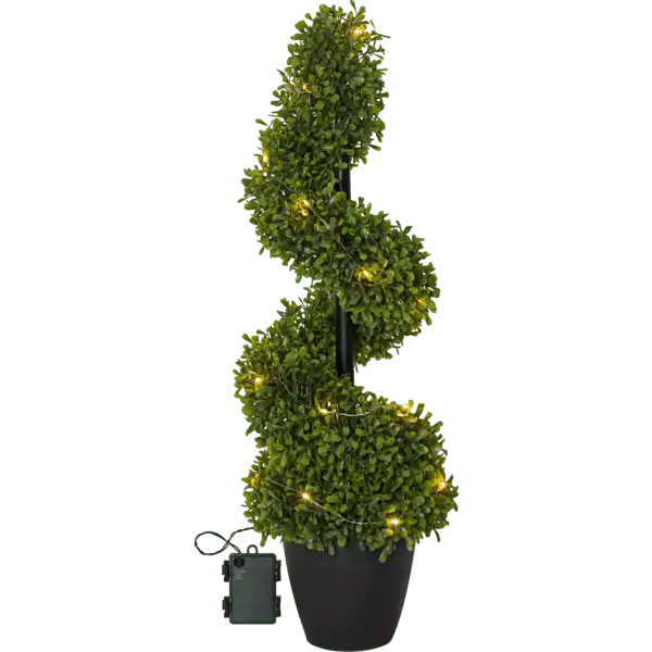 Buxbom 65cm